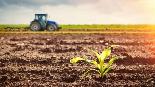 Growing maize crop and tractor working on the field