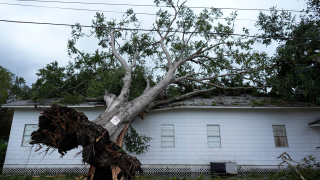 uprooted tree texas ALAMY 2024 July 8.png
