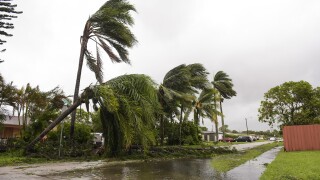 damaged palm trees