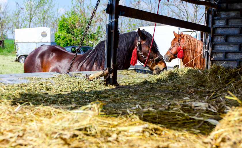 Bloodstock horses farm.png