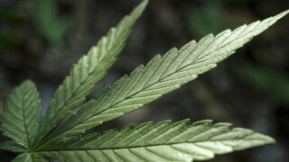 Nevada has a drug problem: Shops are running out of marijuana