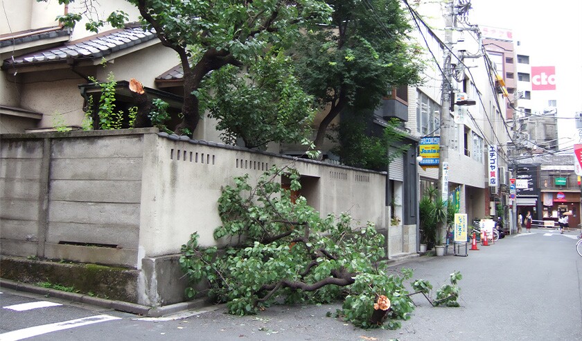 Tree broken by typhoon in tokyo japan.jpg
