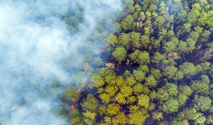Wildfire Aerial Smoke Forest Burn.jpg