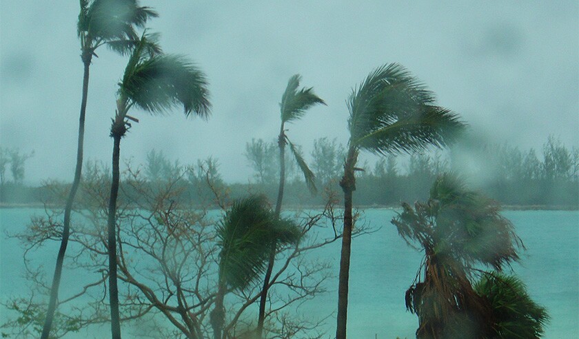 tropical storm winds hurricane winds palm trees.jpg