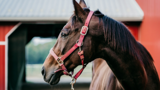 horse bloodstock.png