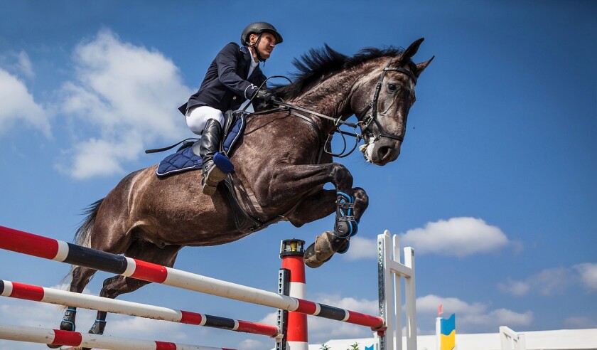 hurdle jump horse.jpg
