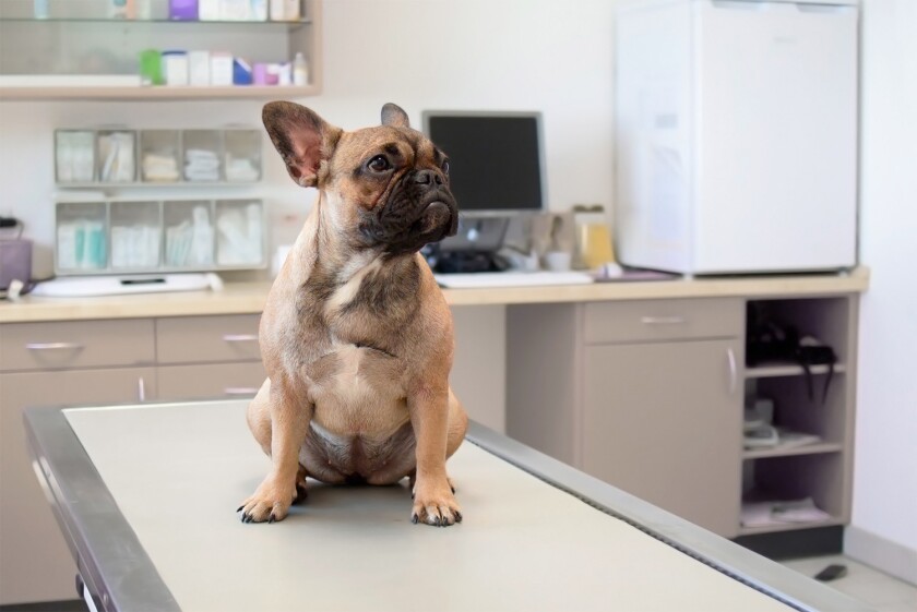 French bulldog at the vet.jpg