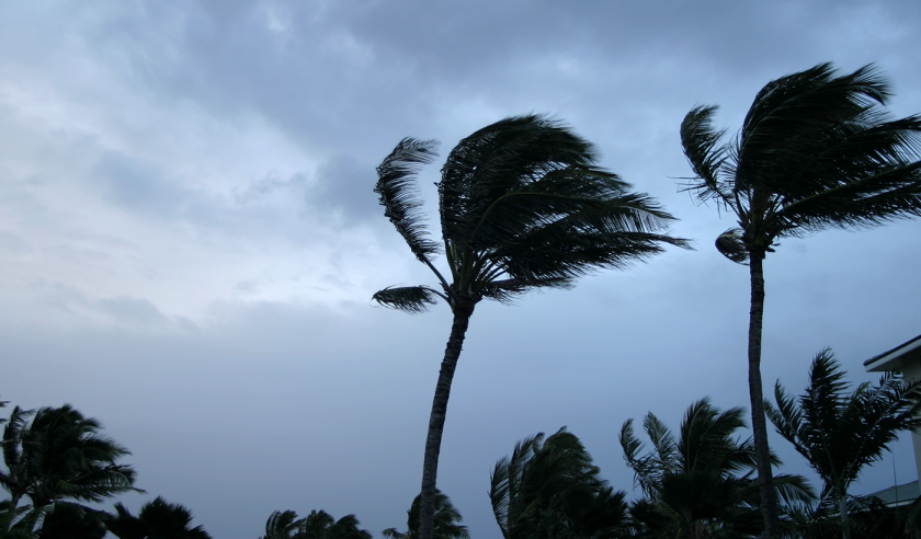 hurricane palm tree storm getty 2024.png
