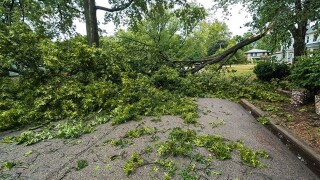 fallen tree storm damage losses.jpg