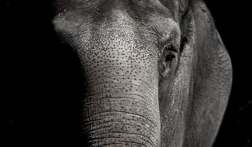 elephant.jpg