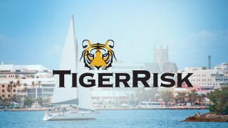 tigerrisk bermuda.jpg