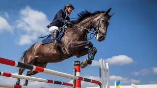 hurdle jump horse.jpg