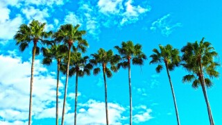 florida palms.jpg
