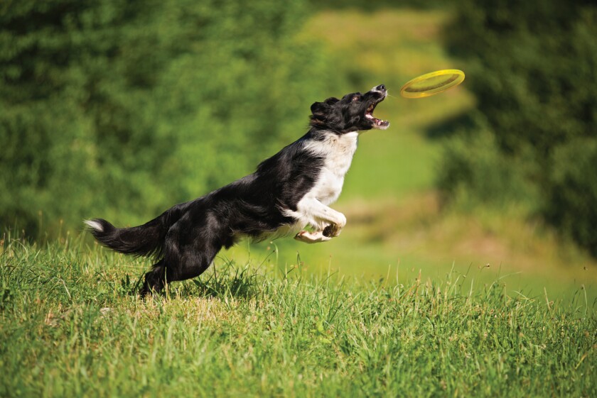 dog-jumping.jpg