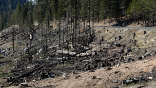 wildfire damage california.png