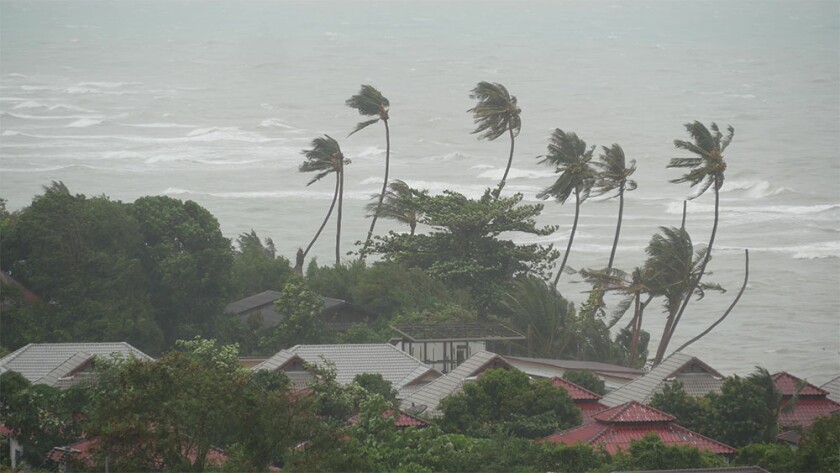 Cyclone wind palm trees Thailand.jpg