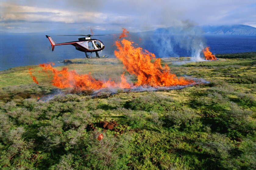 Close-up aerial of Hughes 500D helicopter flying towards fire of enormous pile of burning dead tree branches near Kahoolawe; Maui, Hawaii