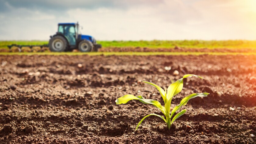 Growing maize crop and tractor working on the field