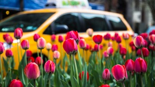 Red Tulips And A Yellow Cab