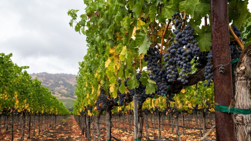 Vineyard row in autumn with red wine grapes at harvest