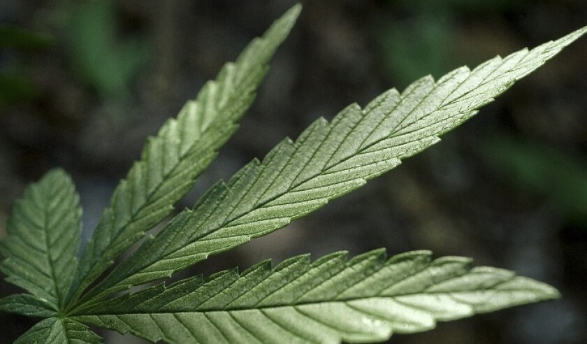 Nevada has a drug problem: Shops are running out of marijuana
