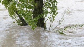flood tree.jpg