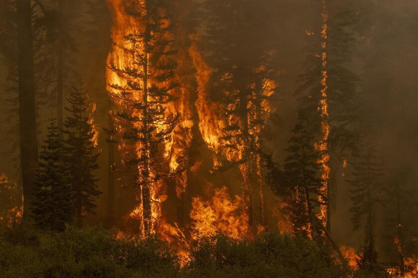 Lower Echo Lake, United States. 31st Aug, 2021. Trees explode in flames during the Caldor fire near Lower Echo Lake, California on Monday, August 30, 2021. The city of South Lake Tahoe is under evacuation orders. Photo by Peter DaSilva/UPI Credit: UPI/Ala
