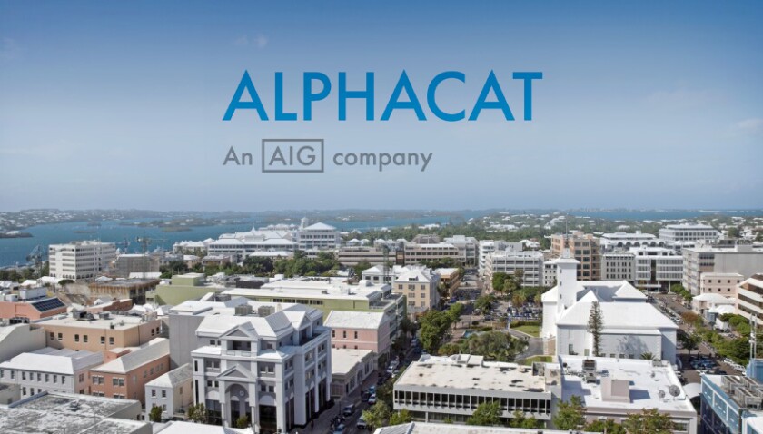 alphacat bermuda.jpg