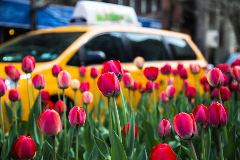 Red Tulips And A Yellow Cab
