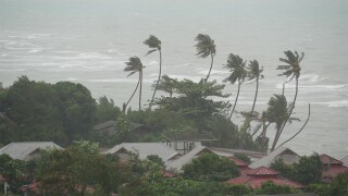 Cyclone wind palm trees Thailand.jpg