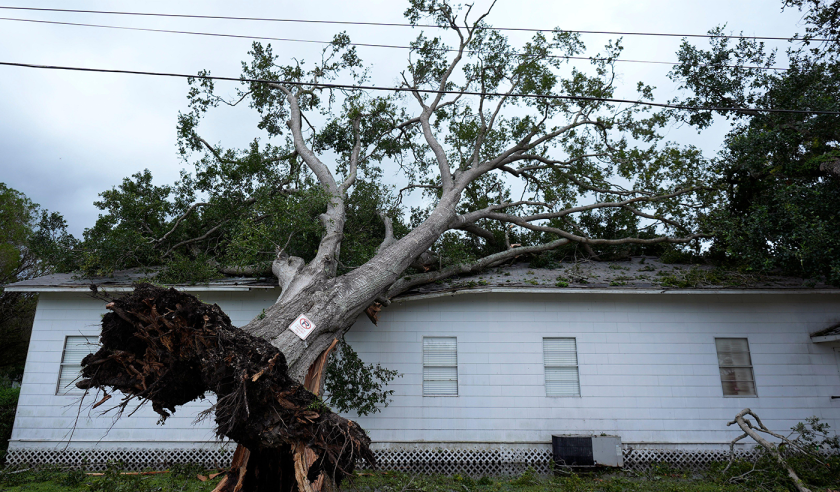 uprooted tree texas ALAMY 2024 July 8.png