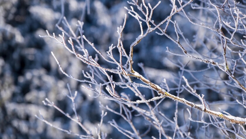 snow winter.jpg