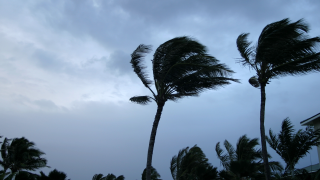 hurricane palm tree storm getty 2024.png