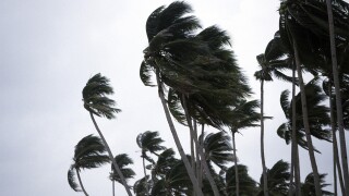 Typhoon winds palm trees phillipines.jpg