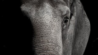 elephant.jpg