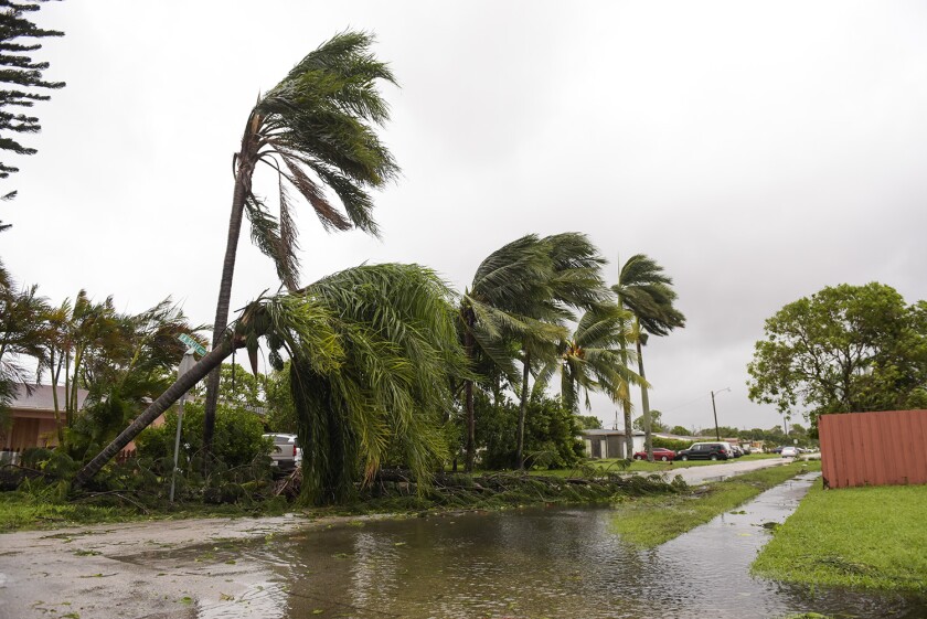 damaged palm trees