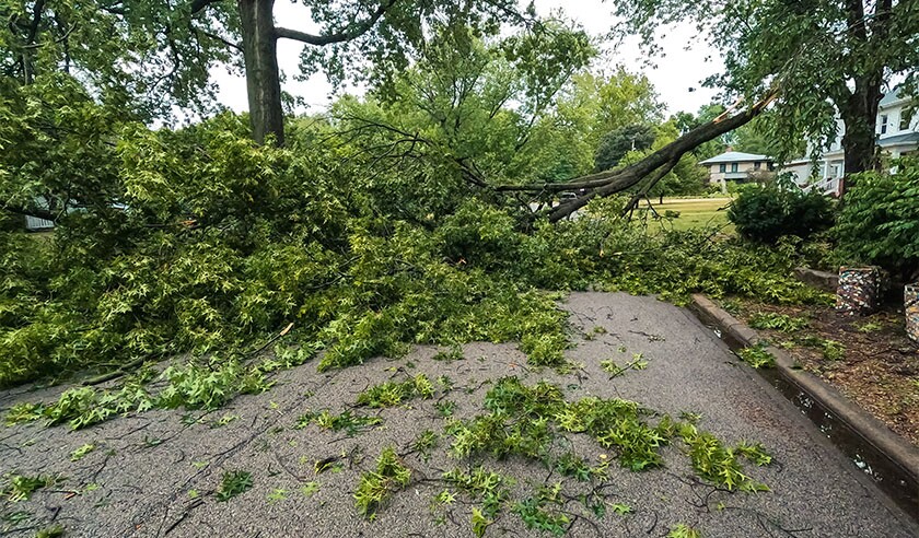 fallen tree storm damage losses.jpg