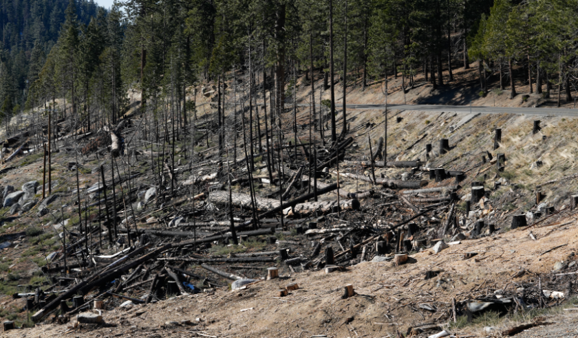 california wildfire 2025 damage.png