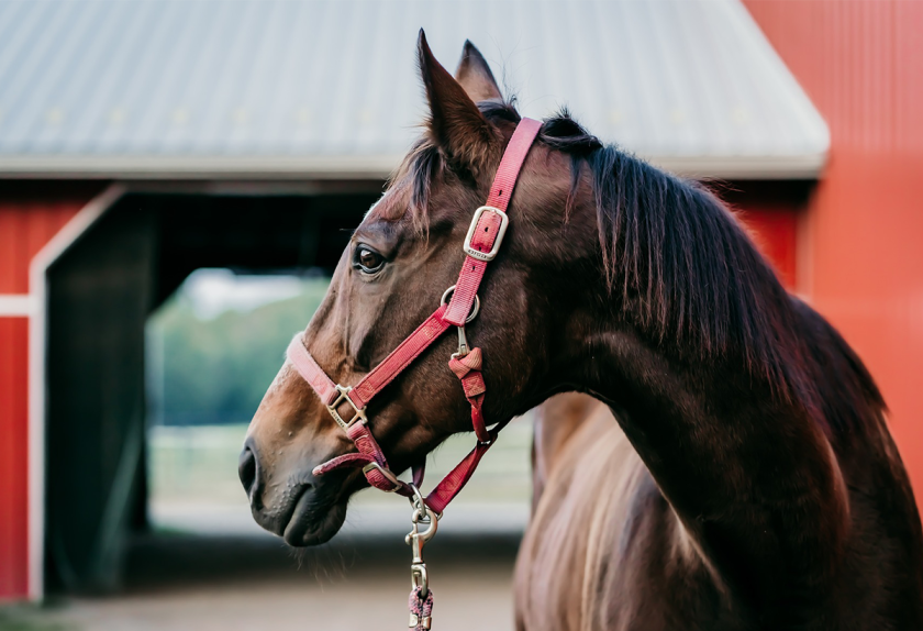 horse bloodstock.png